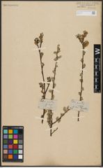 Foto von Salix aurita L.